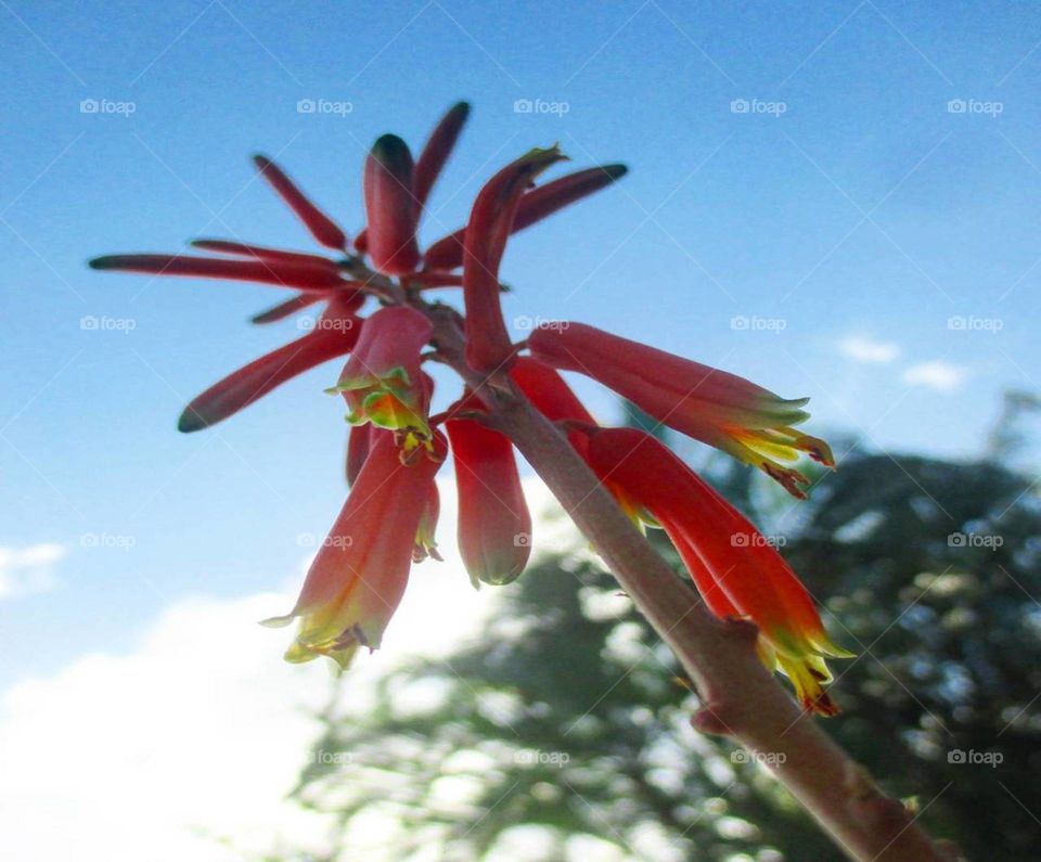 aloe vera flowers