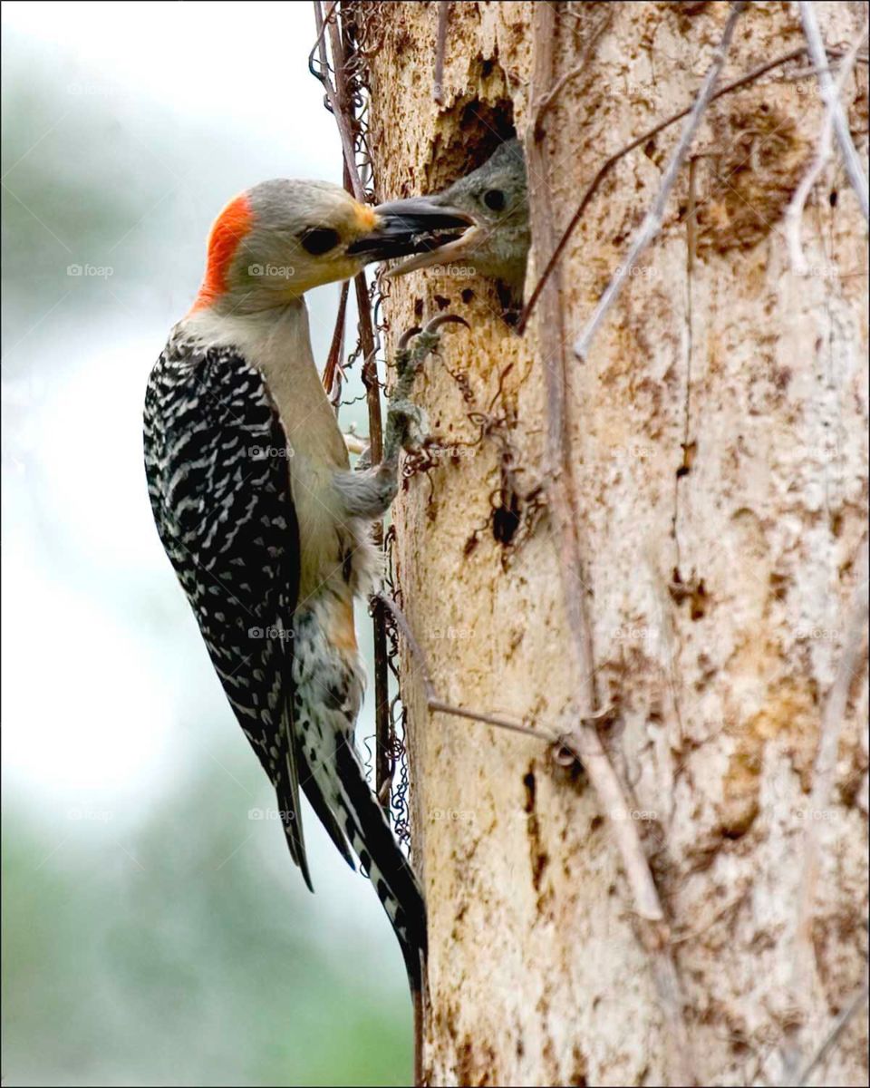 Busy mother Woodpecker feeding her hungry chick.