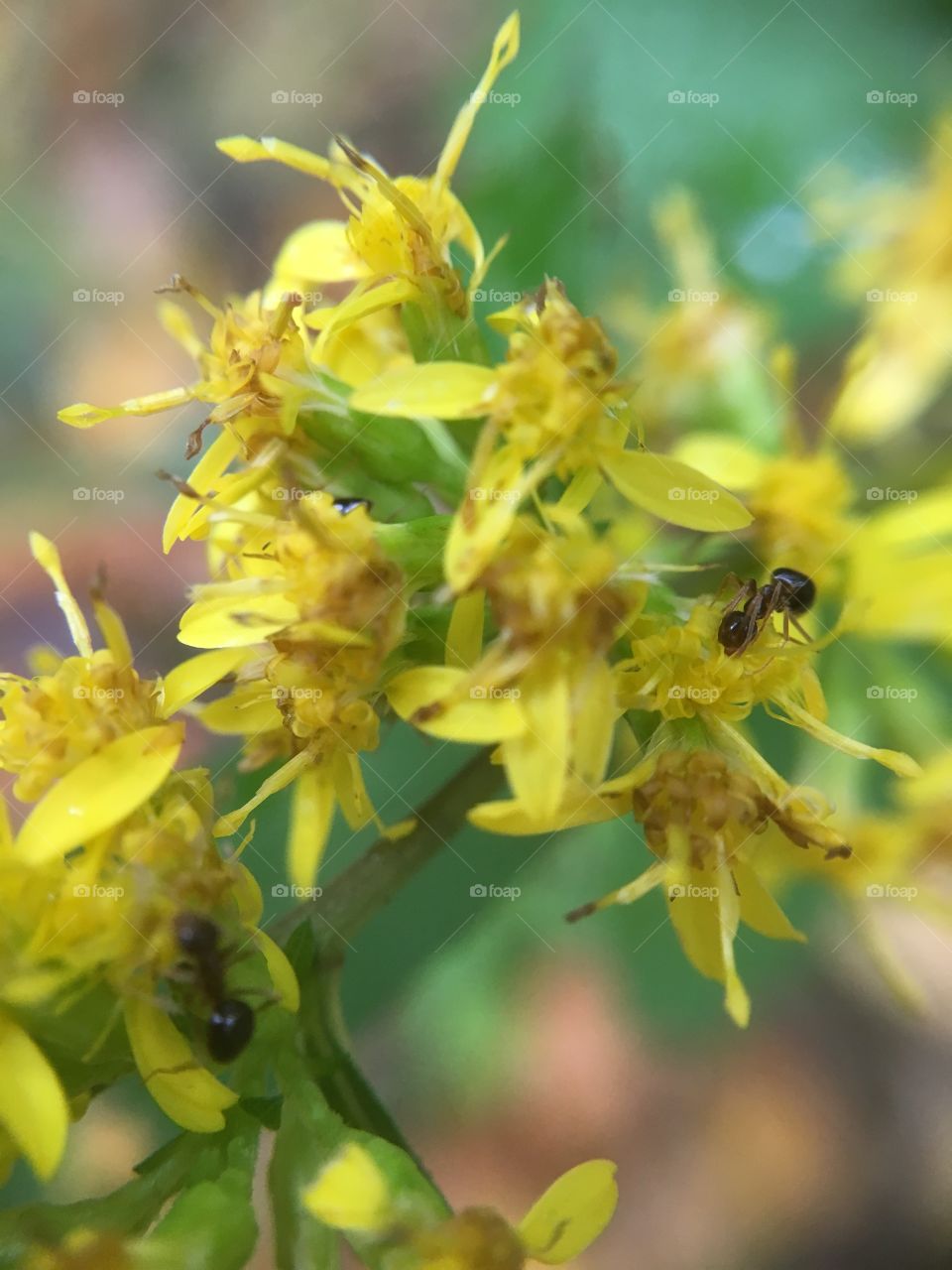 Ant on goldenrod 