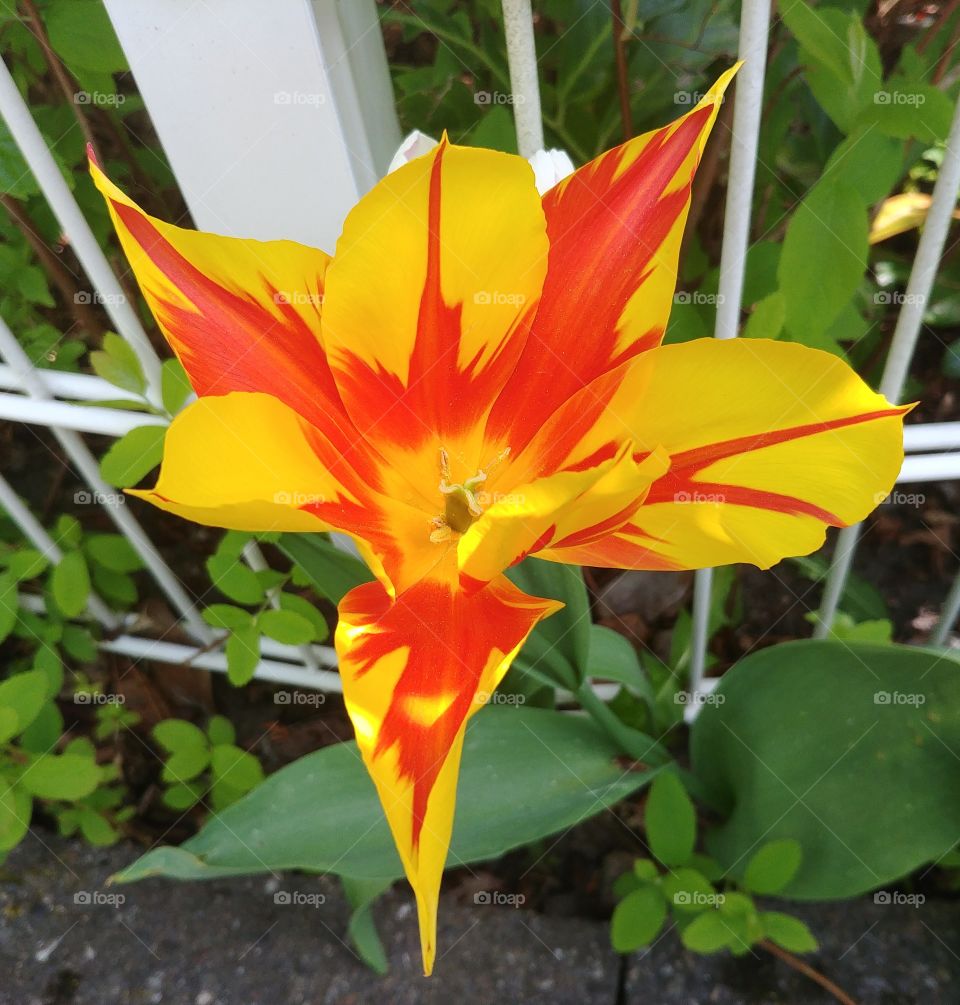 flower Blume rot gelb orange spring.