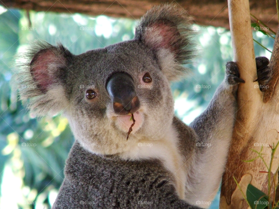nature cute koala australia zoo by darloandy1963