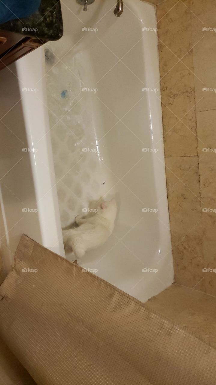kitty on the bath tub
