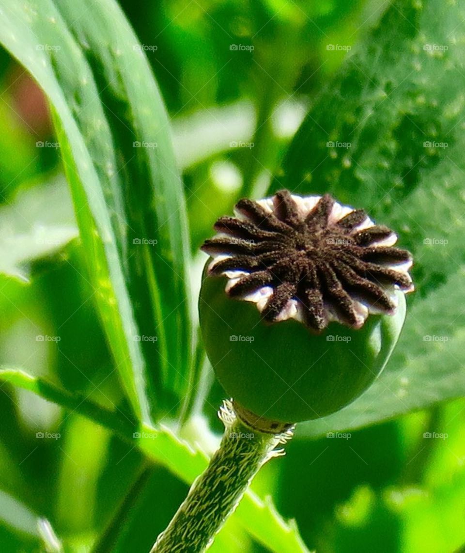 Poppy capsule