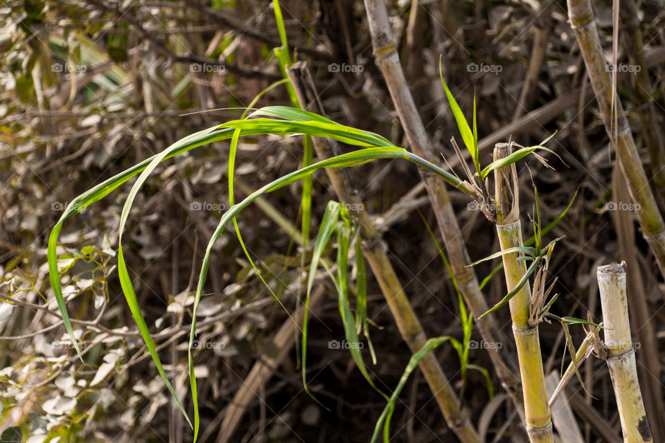 Sugarcan leaf