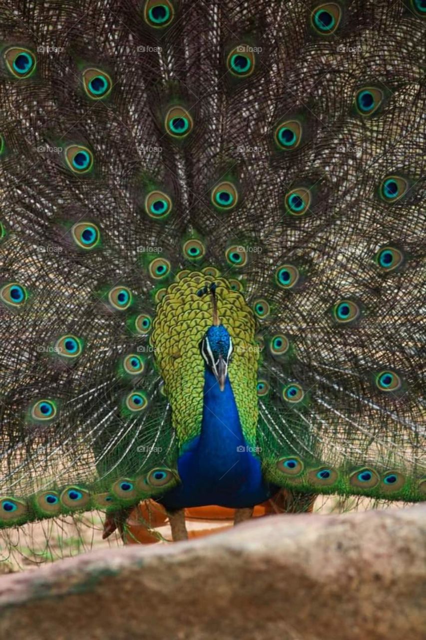 Peacock