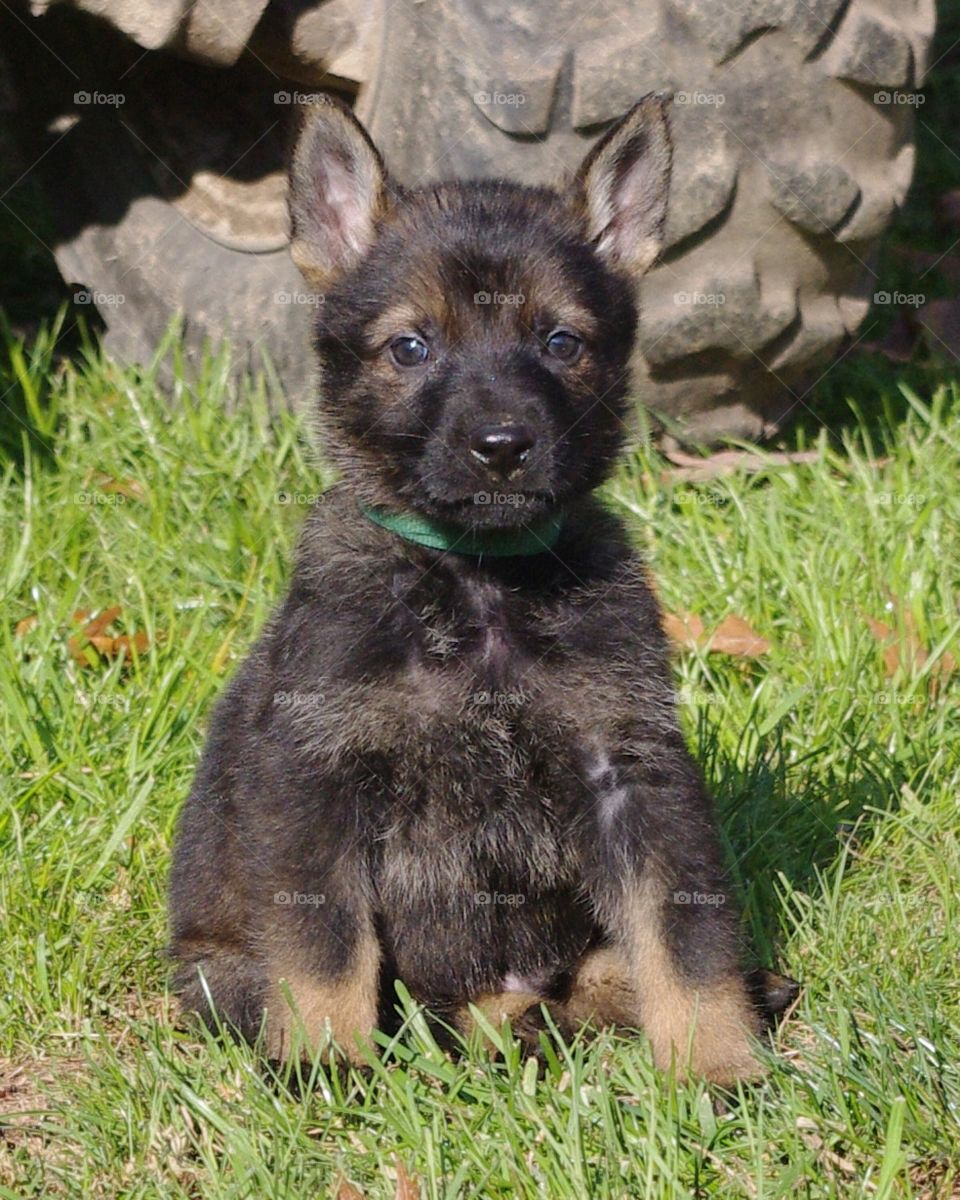German Shepherd Puppy 