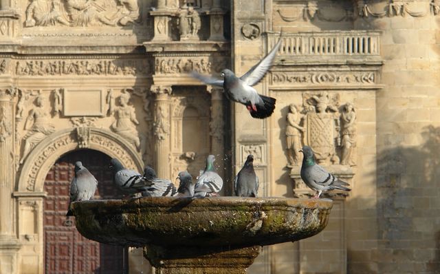 palomas