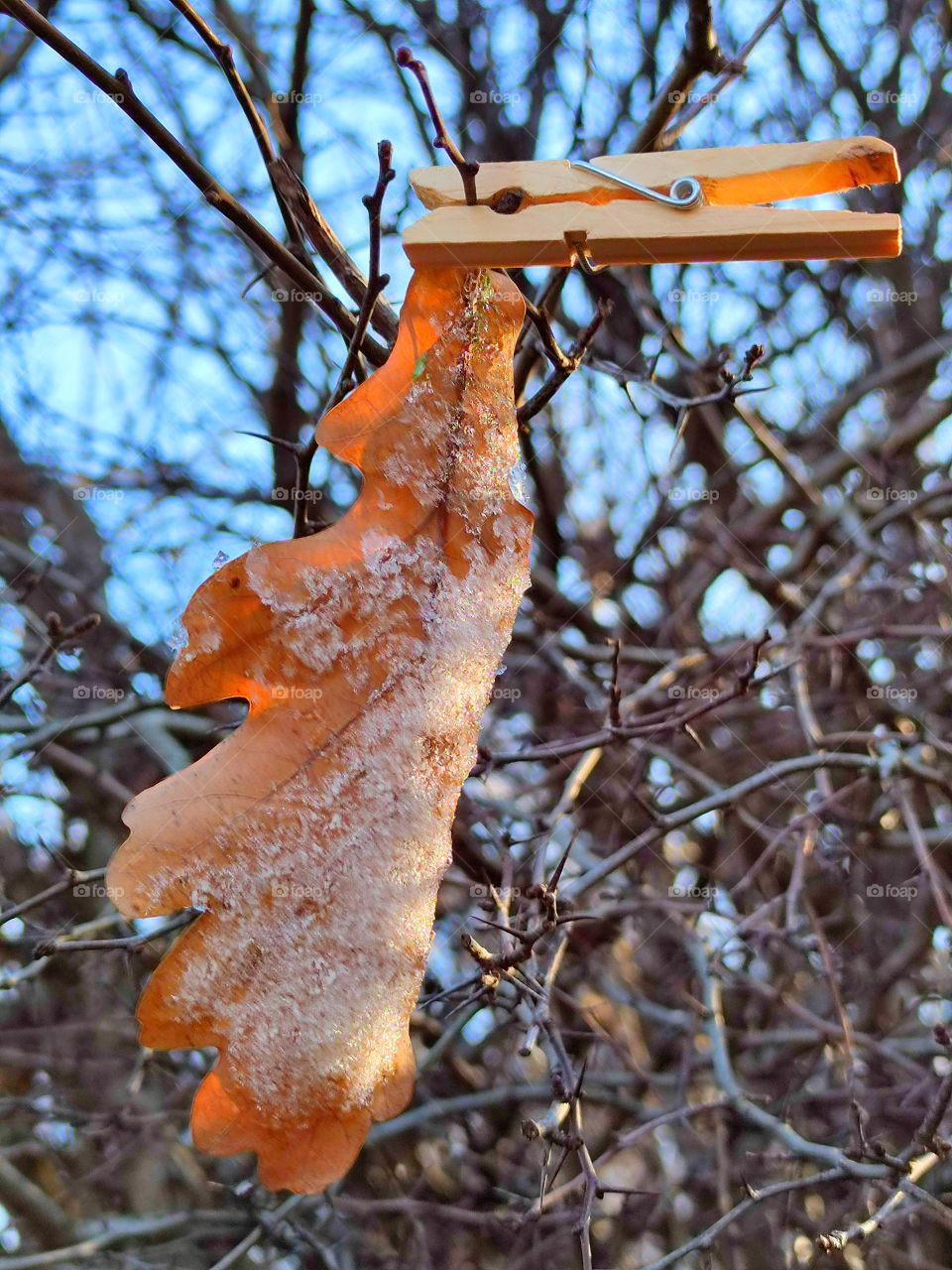 First snow.  A brown oak leaf is attached to the branch with a wooden clothespin.  There is snow on the surface of the sheet