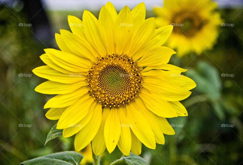 Sunflower 