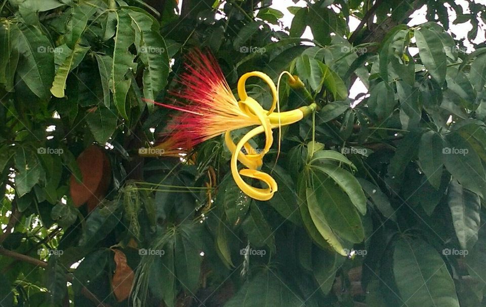 Yellow and red Flower