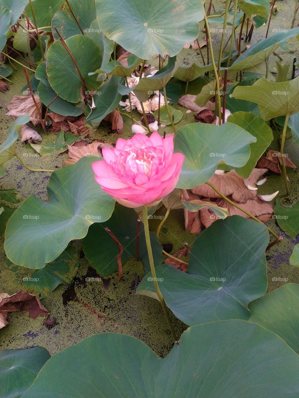 Beautiful lotus pond