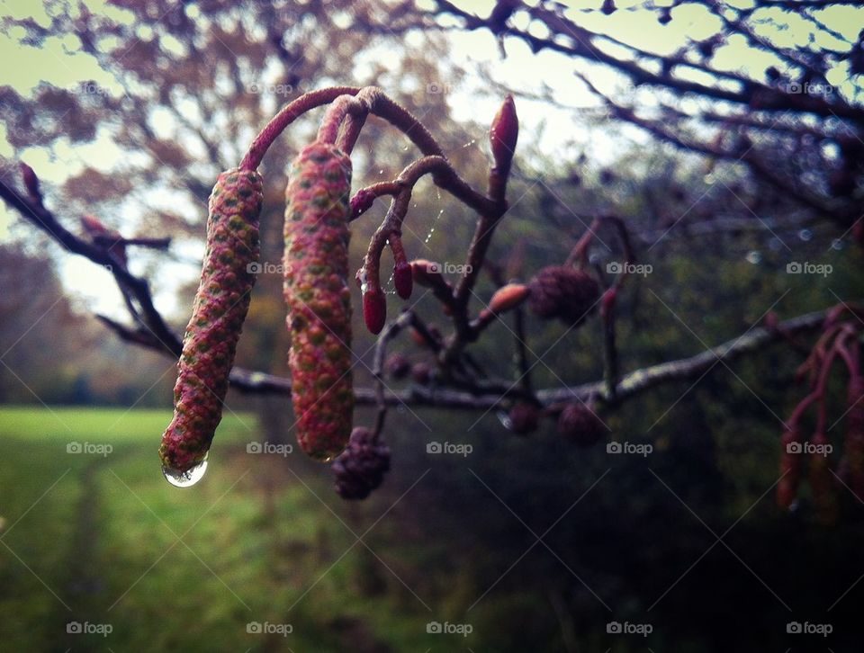 Rain drops on flower bud