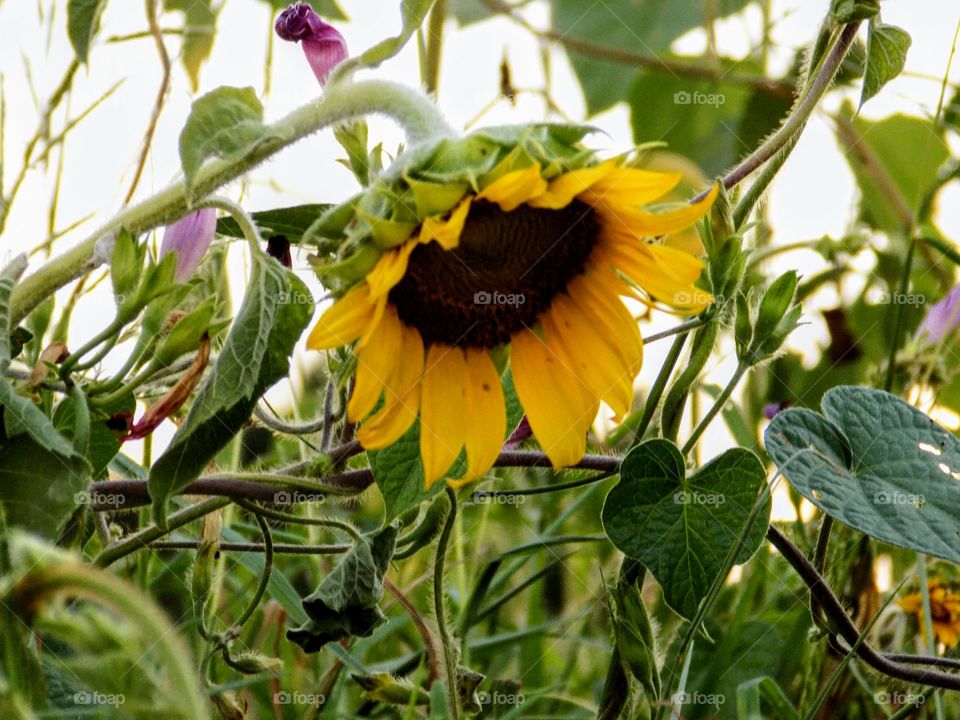 Bowing sunflower