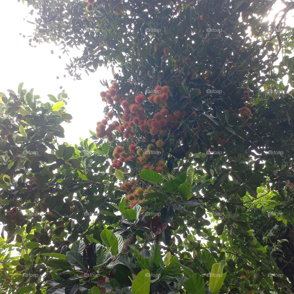 The rambutan tree bears a lot of fruit and is ready to be harvested