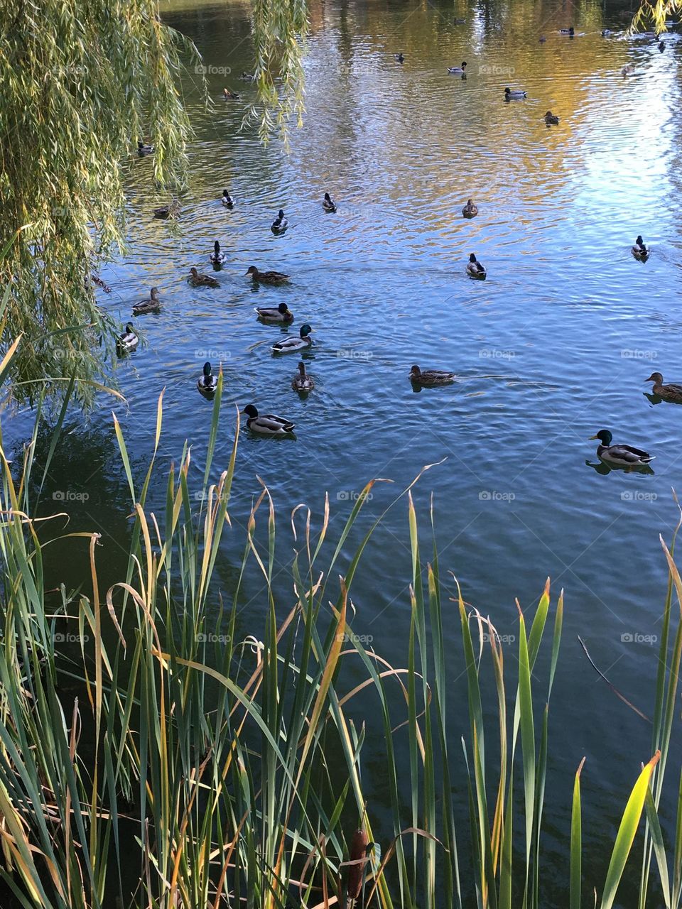 Ducks 