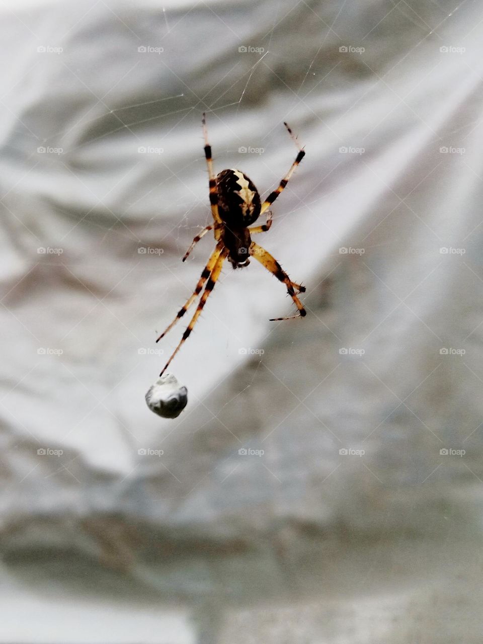 spider webbing it's food while hanging.