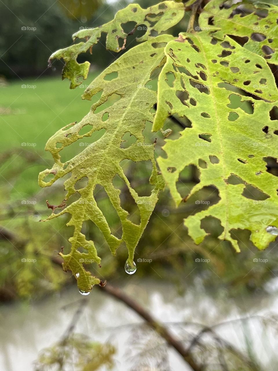 The stories of leaf. After raining @ upcountry.