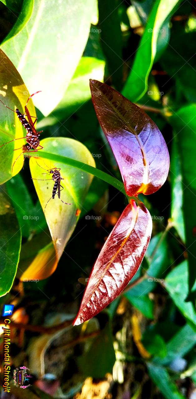 Mobile photography) From_Kalicharan Pur/West Bengal