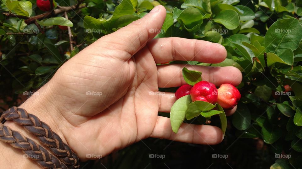 Mão. Acerolas na árvore dos frutos.