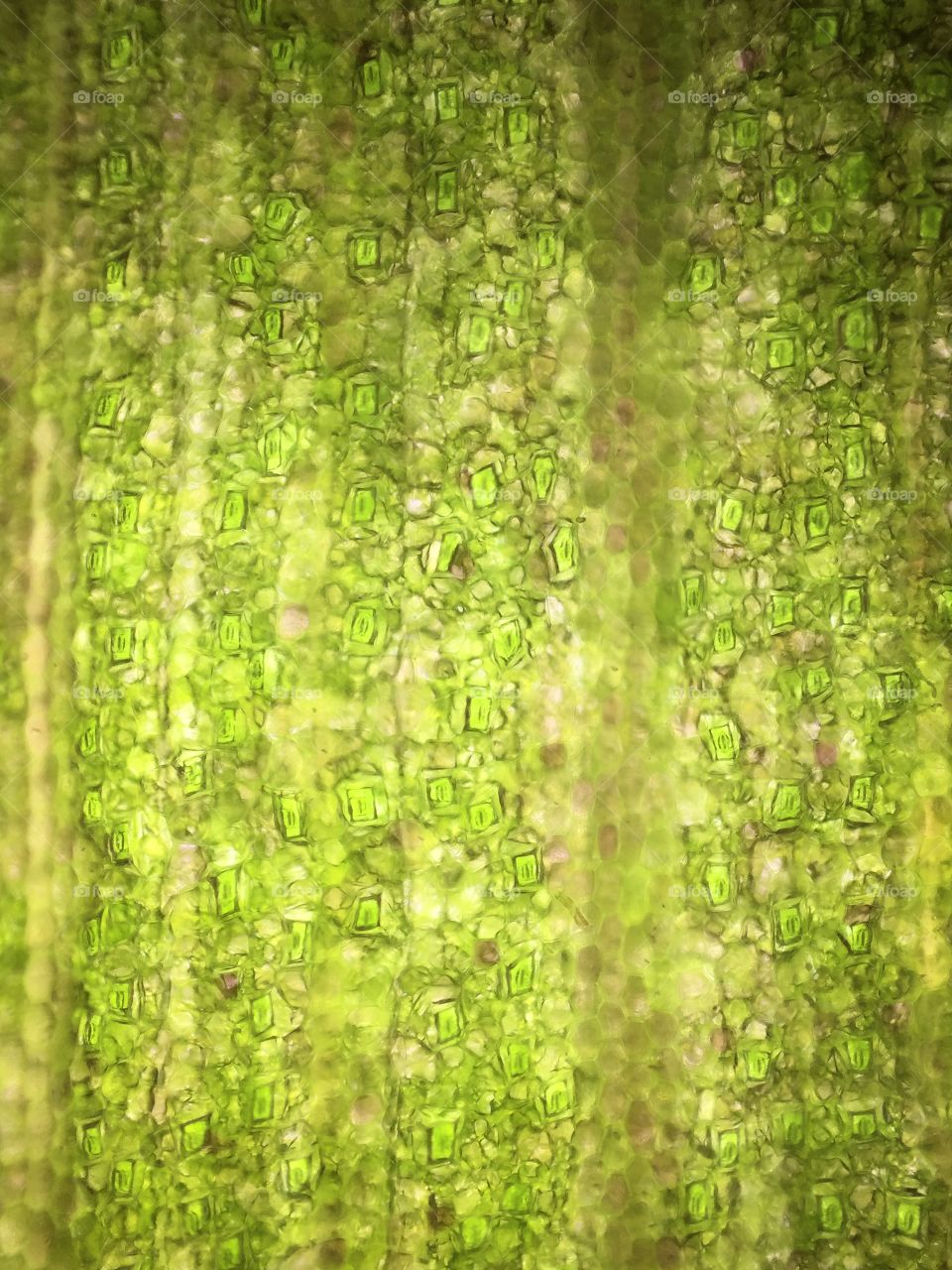 Leaf cell structure by microscope lens kit with smarth phone