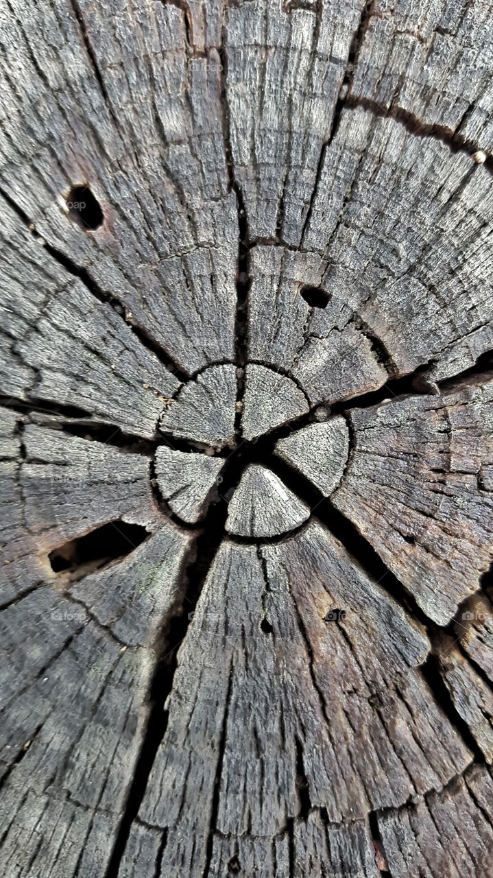 Fractures in dead tree trunk