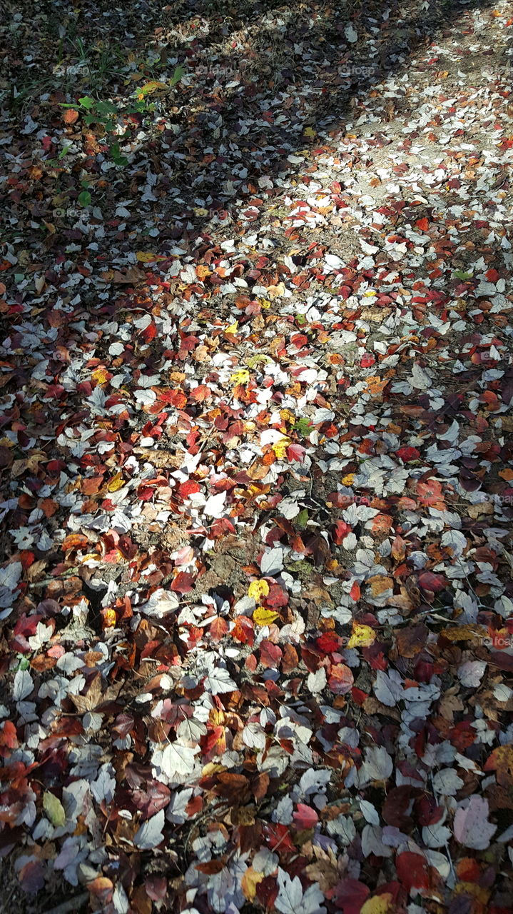 Leaf carpet