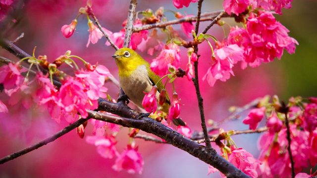 lovely bird