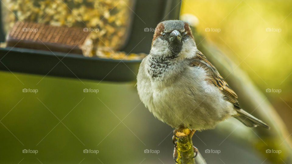 Bird, Wildlife, Outdoors, Sparrow, Nature