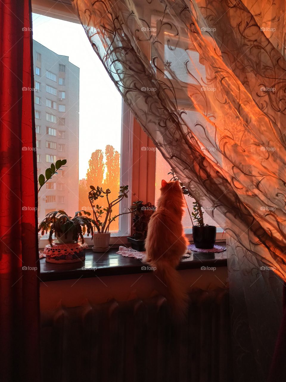 The cat sits on the windowsill and looks at the sunset.