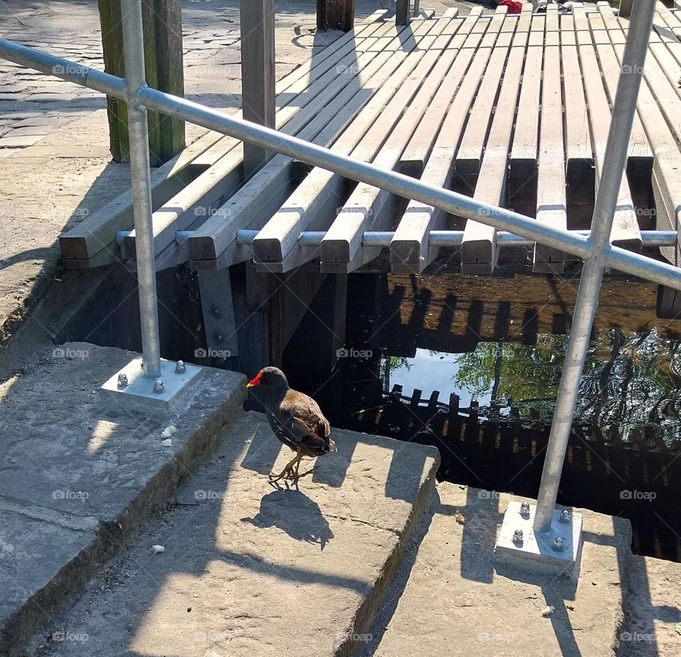 urban nature wildlife