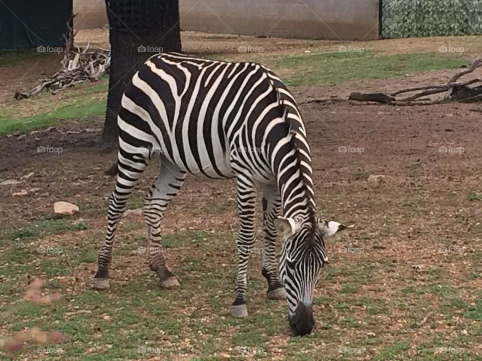 Zebra 