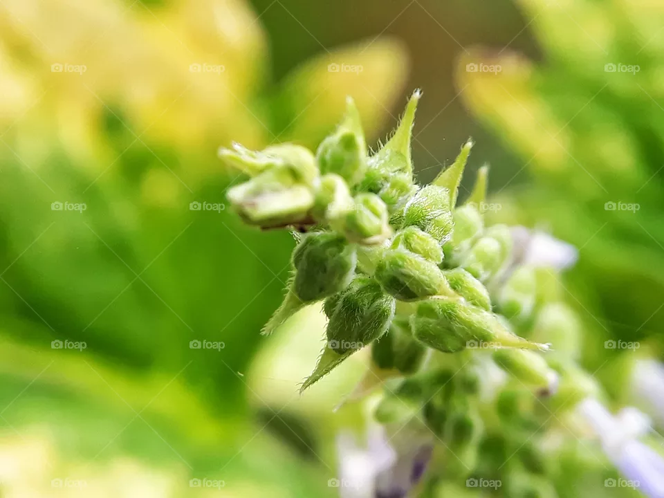 Seeds