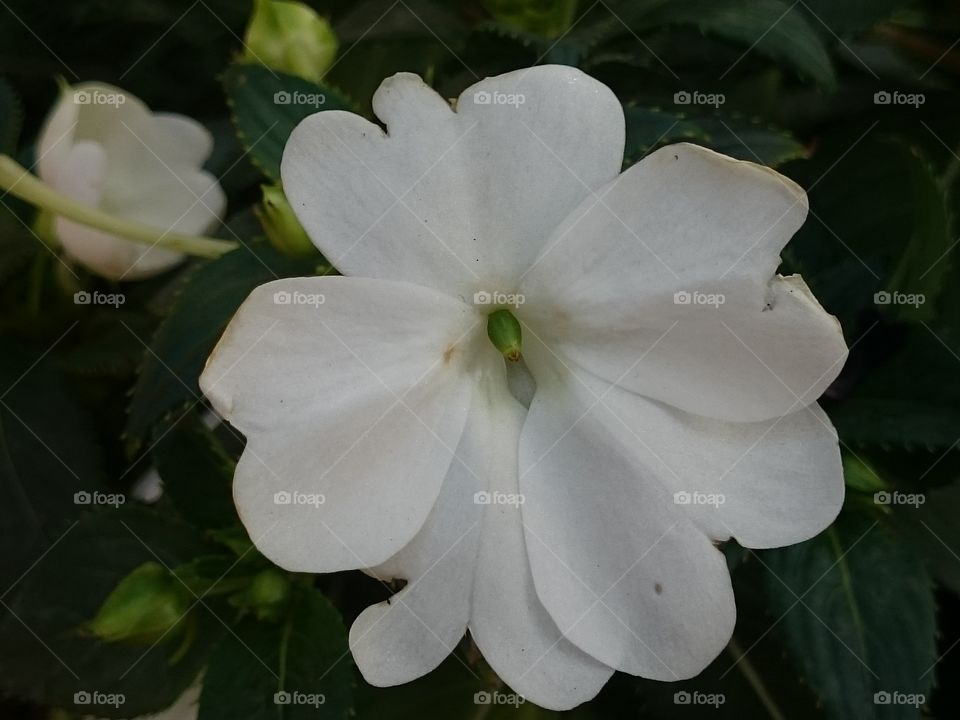 White Flower