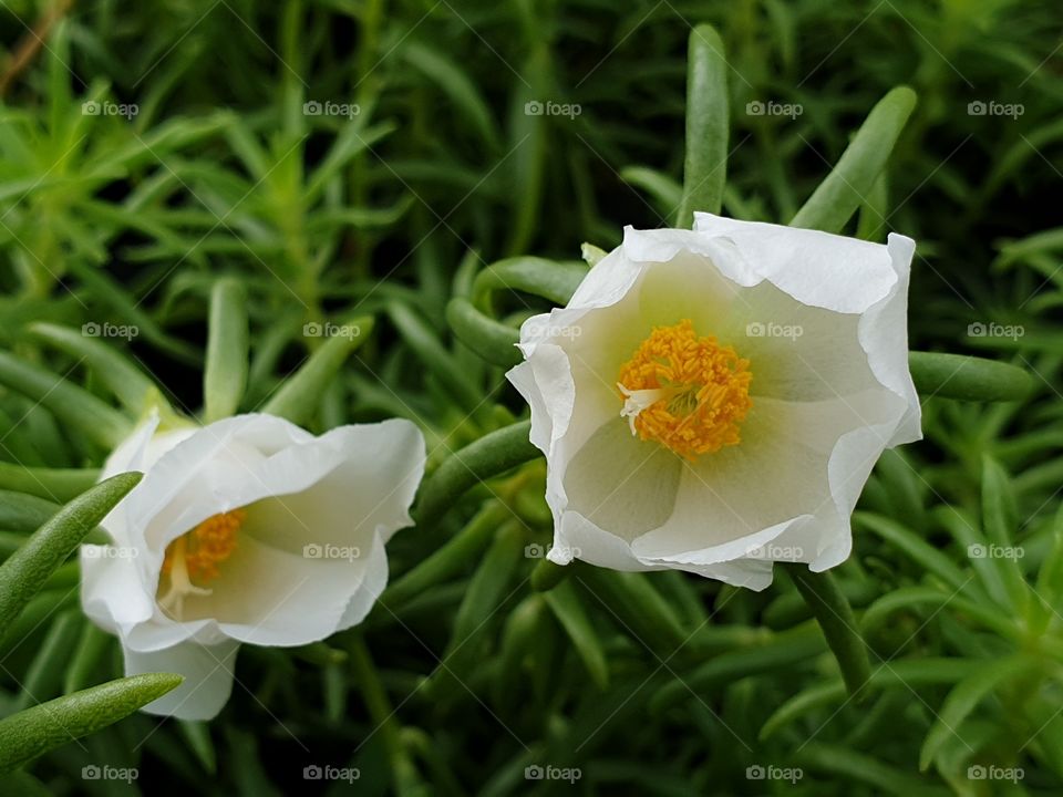 the Portulaca Grandiflora