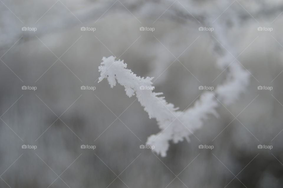 branch in frost