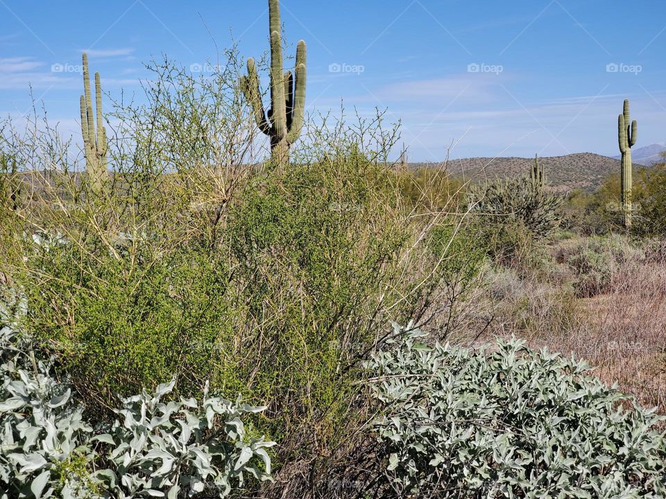Three Saguaro in the Dry Brush