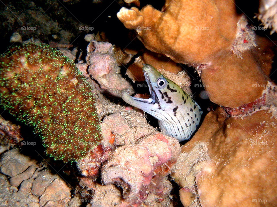 Moray Eel