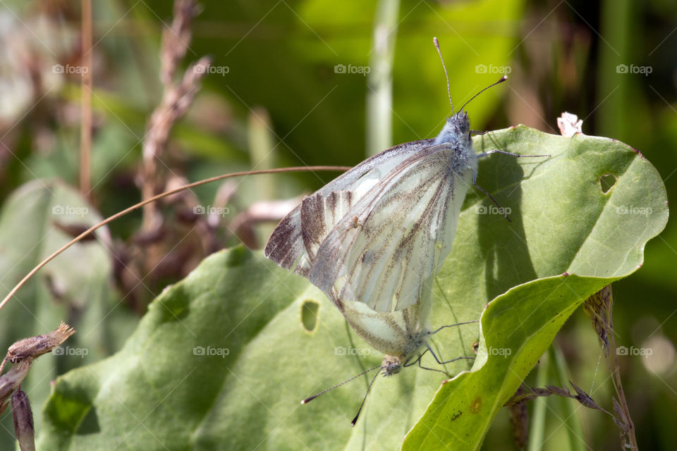 Two butterflies on the leaf. A little spider on the wing of a butterfly.