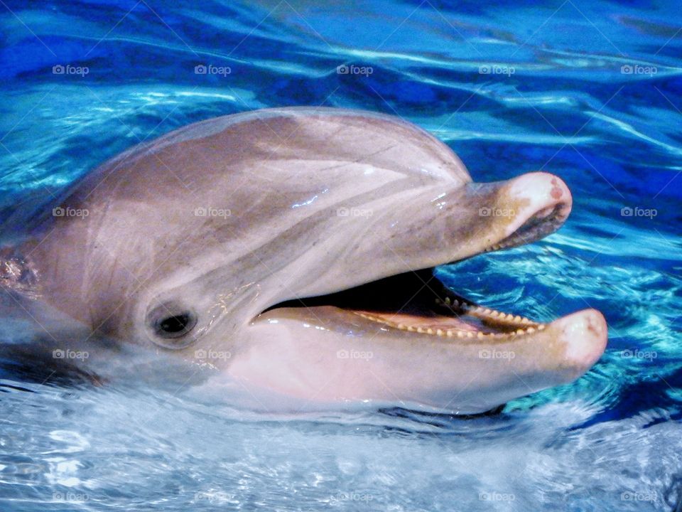 happy dolphin
