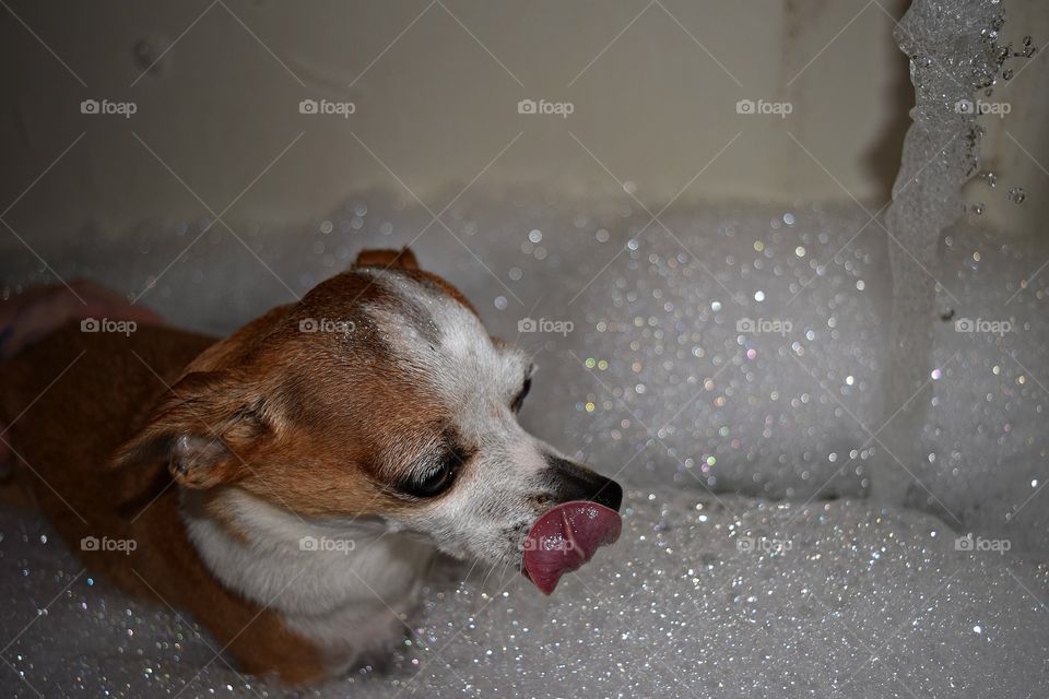 he's licking all of the bubbles that are leftover