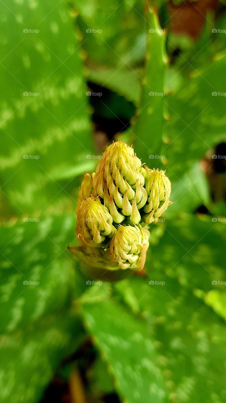 aloe vera  - aloe plant