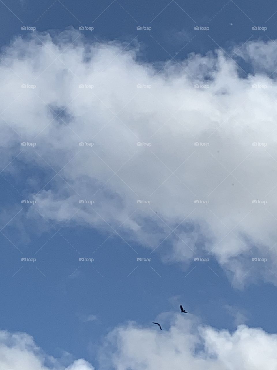 Blue sky clouds and birds
