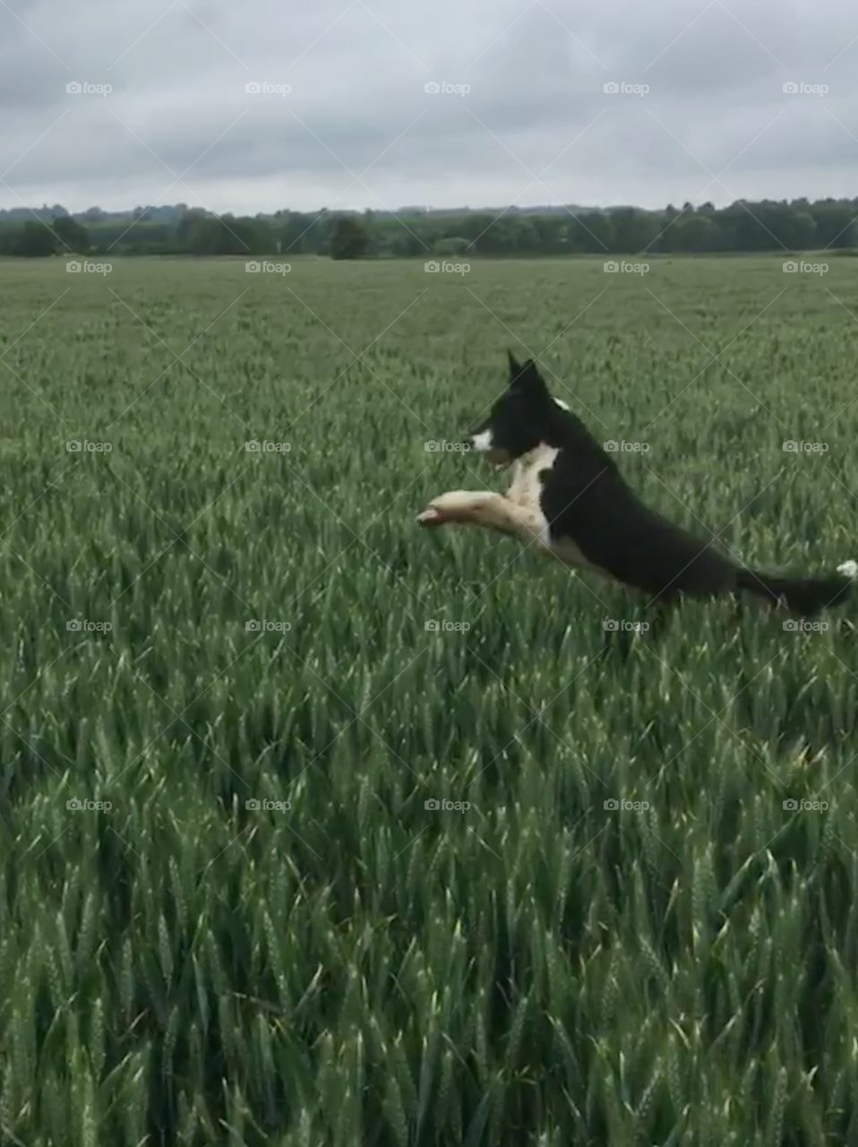 Young collie leaping through a crop English wheat 