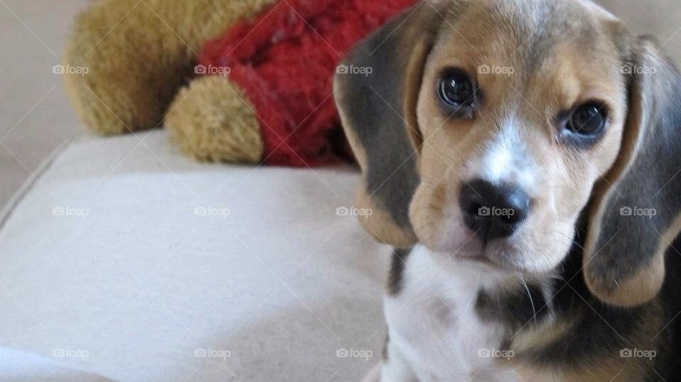 Puppy beagle