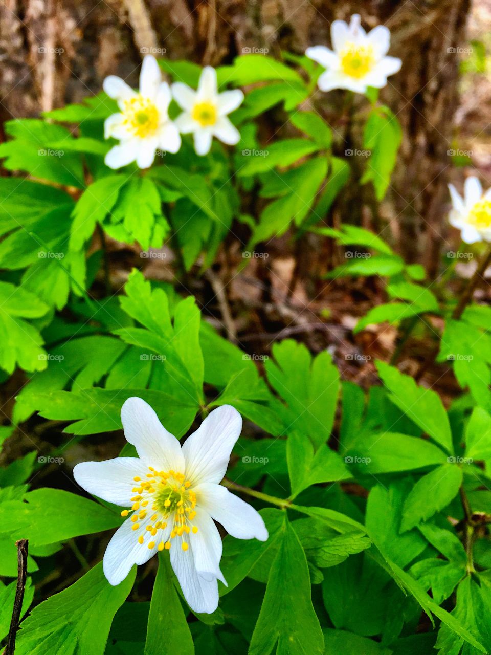 Gorgeous White Anemone! 