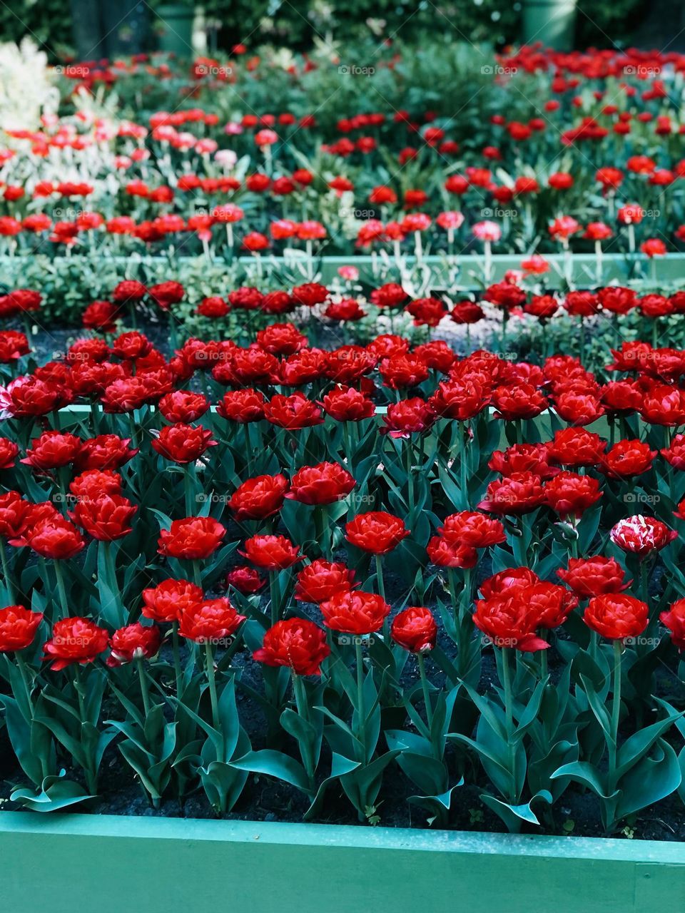 Many beautiful red tulips in summer garden, nobody 