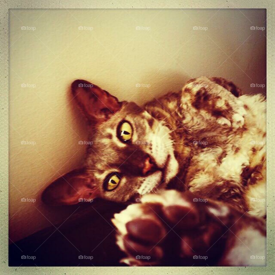 Chloé - Cornish Rex