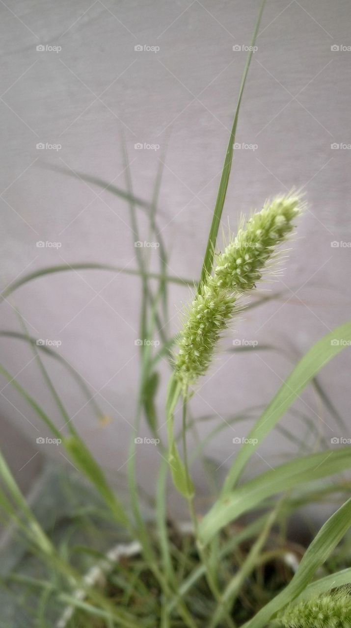 Flowers is a fragrance and not an allergic instruments