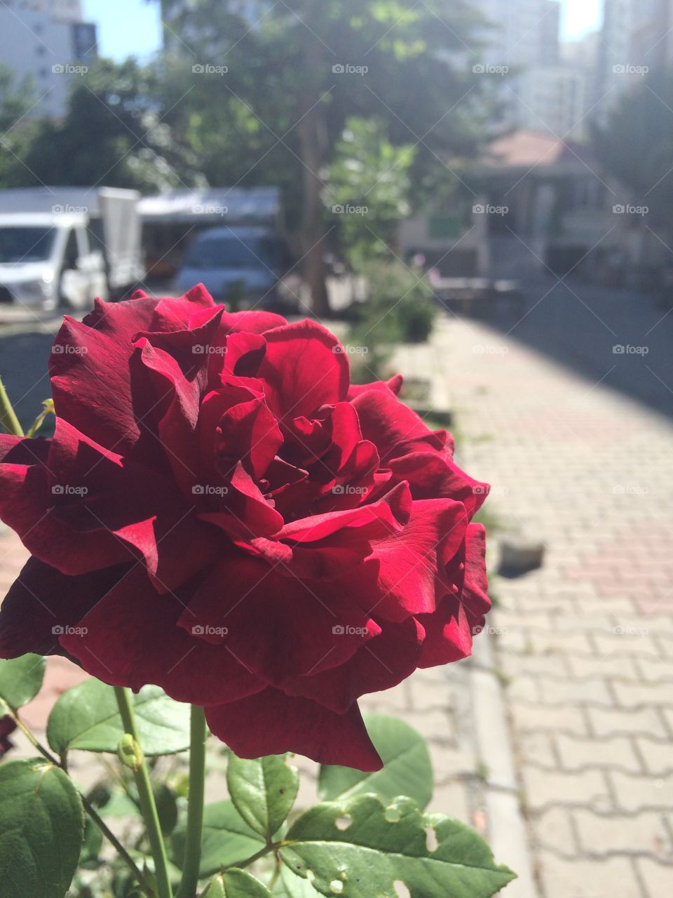 Deep, luxurious red rose on the streets of Istanbul. 