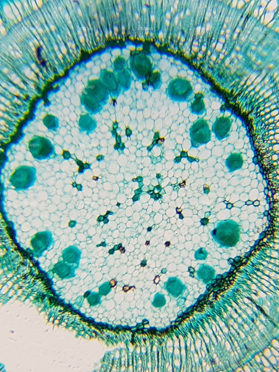 Muestra microscopía 1
